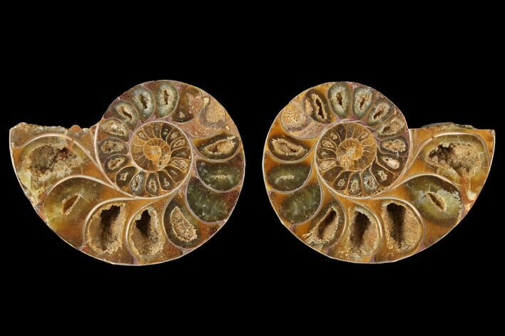 Cut & Polished Agatized Ammonite Fossil- Jurassic #131637